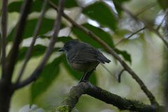 Dysithamnus mentalis