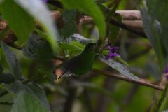 Microchera cupreiceps