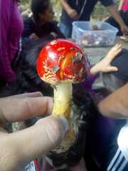 Amanita