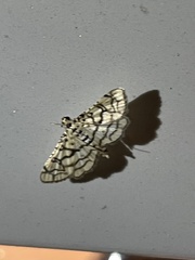 Hileithia rehamalis