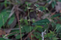 Oplismenus hirtellus setarius
