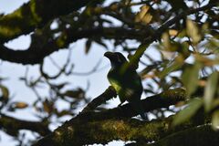 Aulacorhynchus prasinus