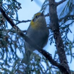 Peucedramus taeniatus