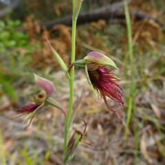 Calochilus paludosus