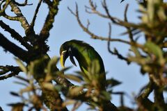 Aulacorhynchus prasinus