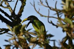 Aulacorhynchus prasinus