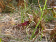 Calochilus paludosus