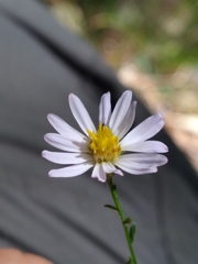 Symphyotrichum dumosum