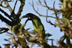 Aulacorhynchus prasinus