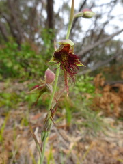 Calochilus paludosus