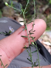 Symphyotrichum dumosum