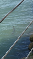 Nerodia sipedon insularum