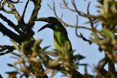 Aulacorhynchus prasinus