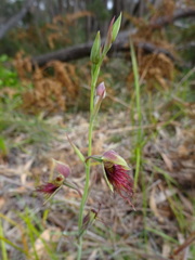 Calochilus paludosus