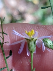 Symphyotrichum dumosum