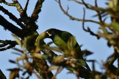 Aulacorhynchus prasinus