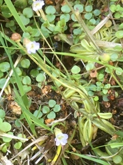 Pinguicula lusitanica