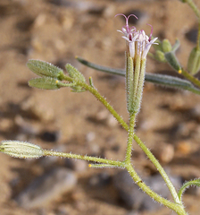 Palafoxia arida