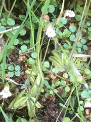 Pinguicula lusitanica