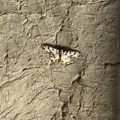 Pachyodes amplificata