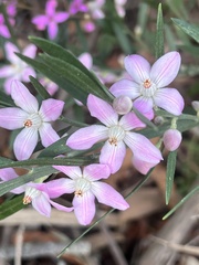 Eriostemon australasius