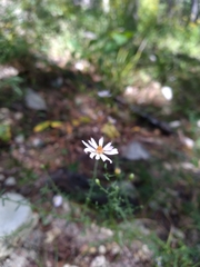 Symphyotrichum dumosum