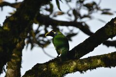 Aulacorhynchus prasinus