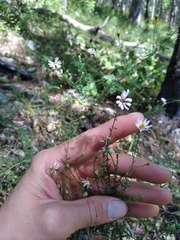 Symphyotrichum dumosum