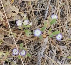 Hydrophylloideae