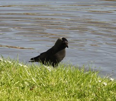 Corvus monedula
