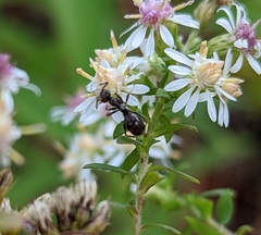 Formica fusca