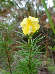 Gompholobium grandiflorum