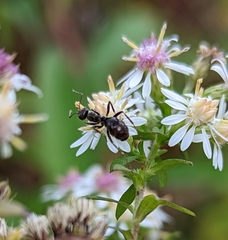 Formica fusca