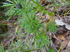 Gompholobium grandiflorum