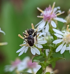 Formica fusca