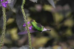 Microchera cupreiceps