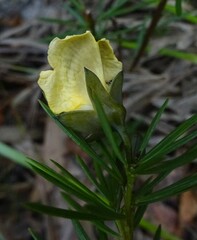 Gompholobium grandiflorum