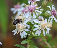 Formica fusca