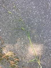 Carex laevigata