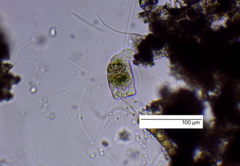 Collotheca