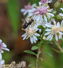 Formica fusca