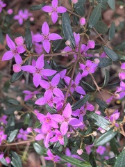 Boronia ledifolia