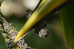 Zopheridae