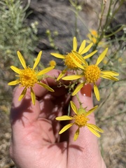 Senecio flaccidus