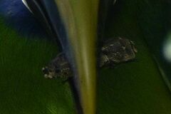 Zopheridae