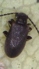 Zenascus obscurus
