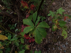 Sanicula marilandica