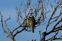 Megarynchus pitangua