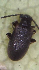 Zenascus obscurus