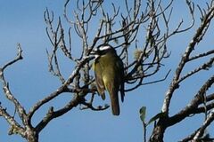 Megarynchus pitangua